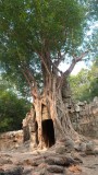 Angkor : grandeur et decadence
